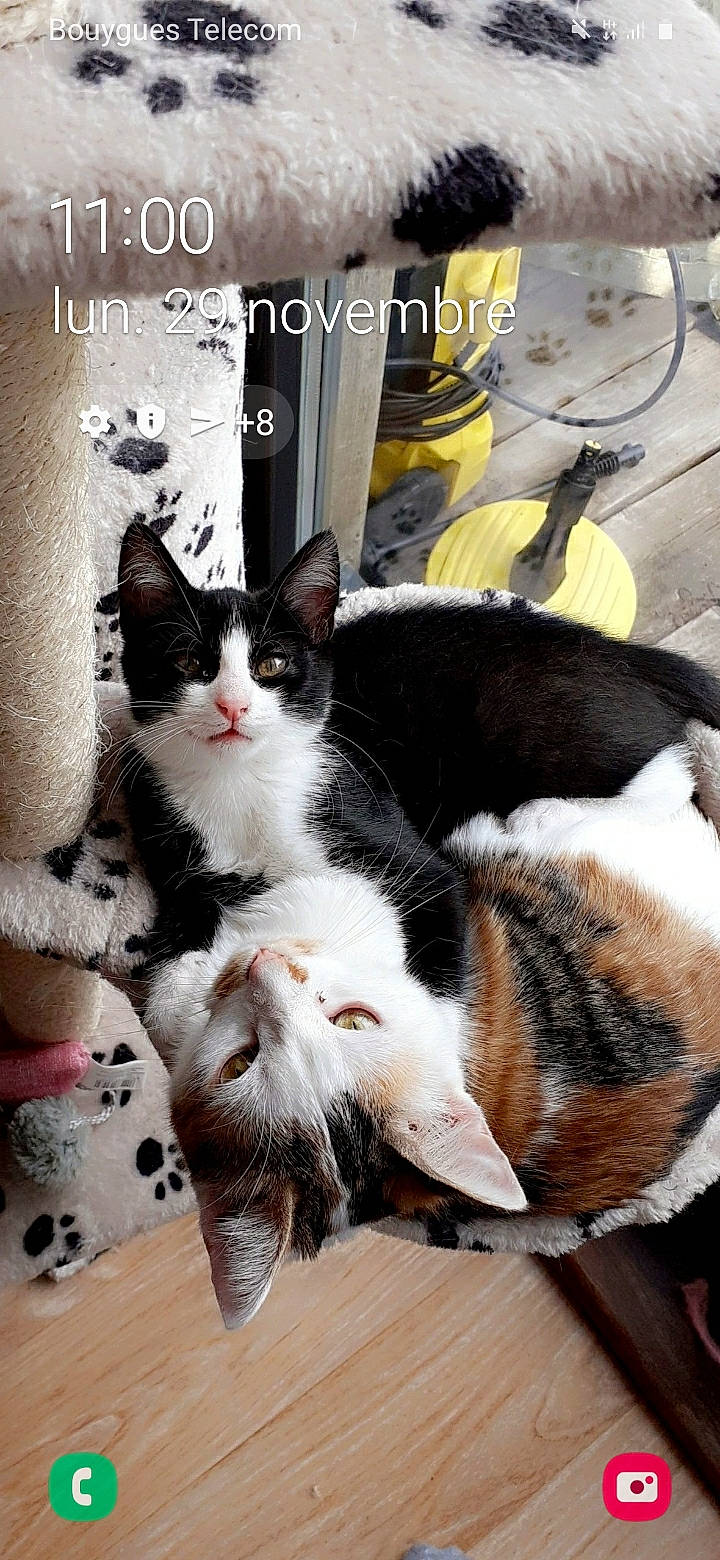 Vanille participe au concours pour gagner de l'argent avec cette photo : carnivore, cat, comfort, domestic_short_haired_cat, felidae, flooring, foot, formal_wear, fur, grey, hardwood, paw, photo_caption, sitting, small_to_medium_sized_cats, tail, tree, whiskers, wood