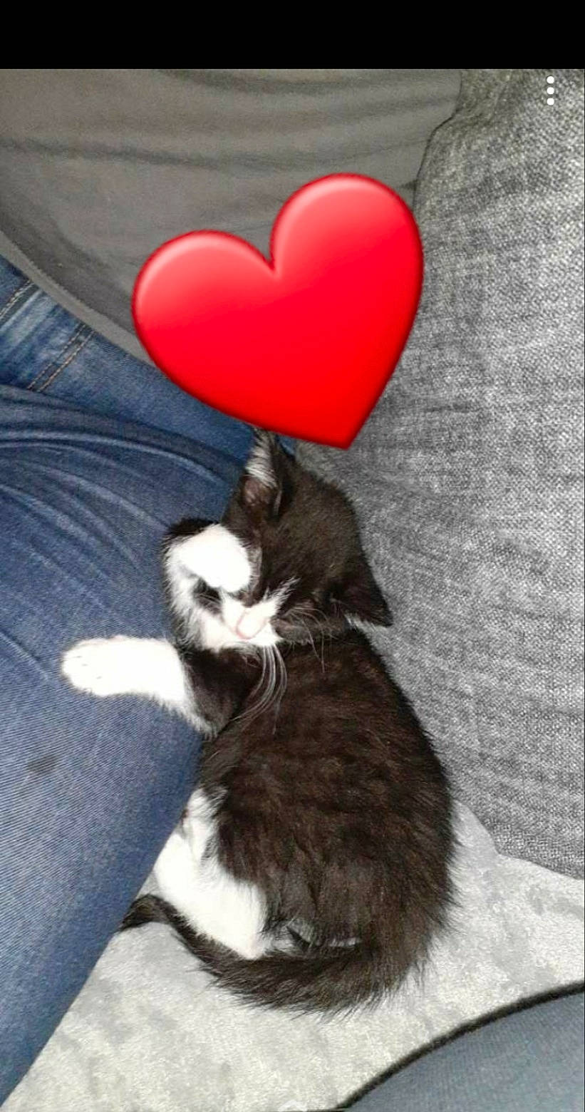 Vanille a rejoint le concours — aidez-le/la à gagner de superbes lots ! carmine, carnivore, cat, claw, comfort, companion_dog, dog_breed, domestic_short_haired_cat, felidae, foot, formal_wear, fur, gesture, grey, human_leg, love, paw, small_to_medium_sized_cats, tail, whiskers