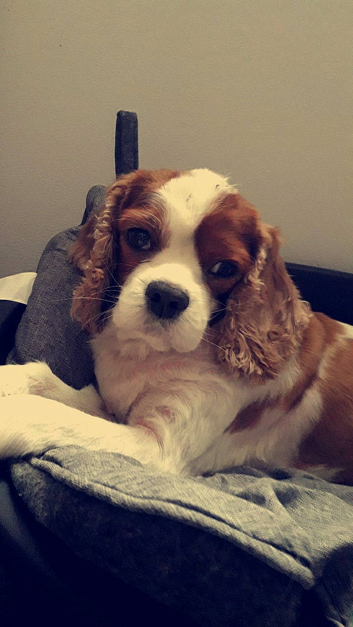 Illico participe au concours pour gagner de l'argent avec cette photo : bored, canidae, carnivore, comfort, companion_dog, dog, dog_breed, ear, fawn, fur, gun_dog, liver, paw, snout, spaniel, sporting_group, terrestrial_animal, toy_dog, whiskers, working_animal