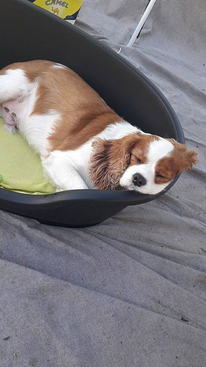 Illico participe au concours pour gagner de l'argent avec cette photo : canidae, carnivore, cat_supply, collar, comfort, companion_dog, dog, dog_breed, dog_supply, fawn, fur, liver, pet_supply, snout, sporting_group, tableware, tail, terrestrial_animal, whiskers, wood