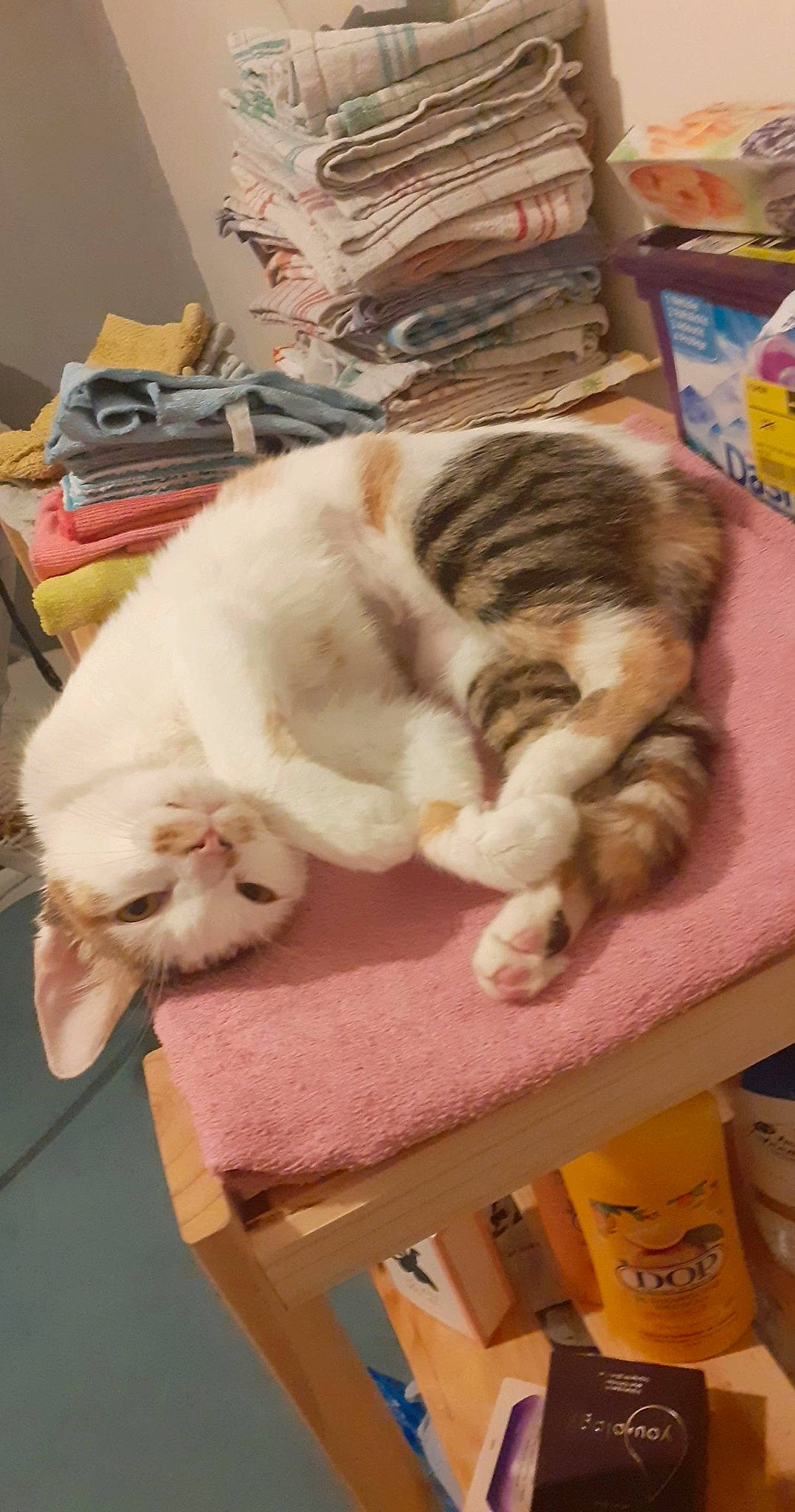 Elsa participe au concours pour gagner de l'argent avec cette photo : carnivore, cat, cat_supply, claw, comfort, domestic_short_haired_cat, fawn, felidae, fur, mammal, nap, paw, pet_supply, publication, room, sleep, small_to_medium_sized_cats, tail, whiskers