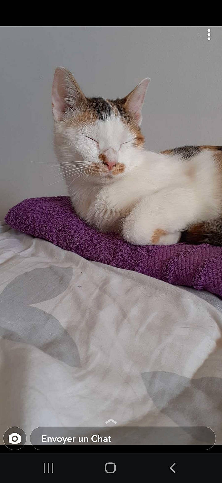 Elsa a rejoint le concours — aidez-le/la à gagner de superbes lots ! bedding, blanket, carnivore, cat, claw, comfort, domestic_short_haired_cat, felidae, fur, linens, nap, paw, small_to_medium_sized_cats, tail, textile, whiskers