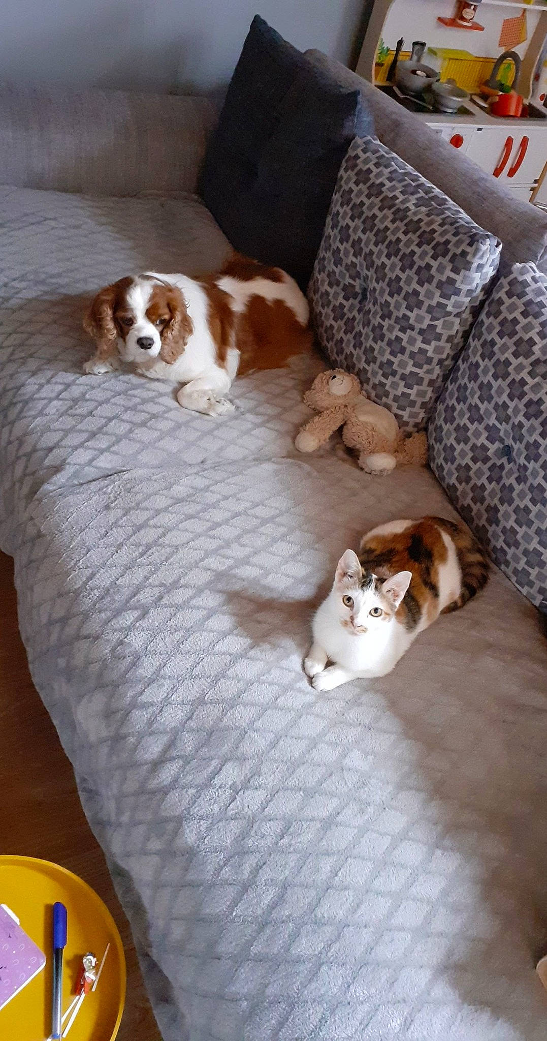 Elsa participe au concours pour gagner de l'argent avec cette photo : brown, canidae, carnivore, comfort, companion_dog, dog, dog_breed, fawn, felidae, flooring, fur, hardwood, paw, small_to_medium_sized_cats, snout, sporting_group, tail, whiskers, wood, working_animal