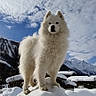 dog, white_dog, fluffy, snow, mountains, winter, outdoors, sky, clouds, snowbank, village, rooftops, landscape, nature, standing, fur, ears, animal, portrait, alpine