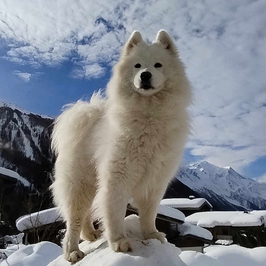 Chipie