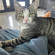 Michi joined the competition — help win amazing prizes! cat, tabby, green_eyes, pet, indoor, relaxed, person_lap, feline, whiskers, ears, pink_nose, striped_fur, domestic_cat, floor, door, modern_home, comfort, closeup, animal, resting