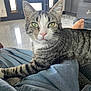 cat, tabby, green_eyes, pet, indoor, relaxed, person_lap, feline, whiskers, ears, pink_nose, striped_fur, domestic_cat, floor, door, modern_home, comfort, closeup, animal, resting