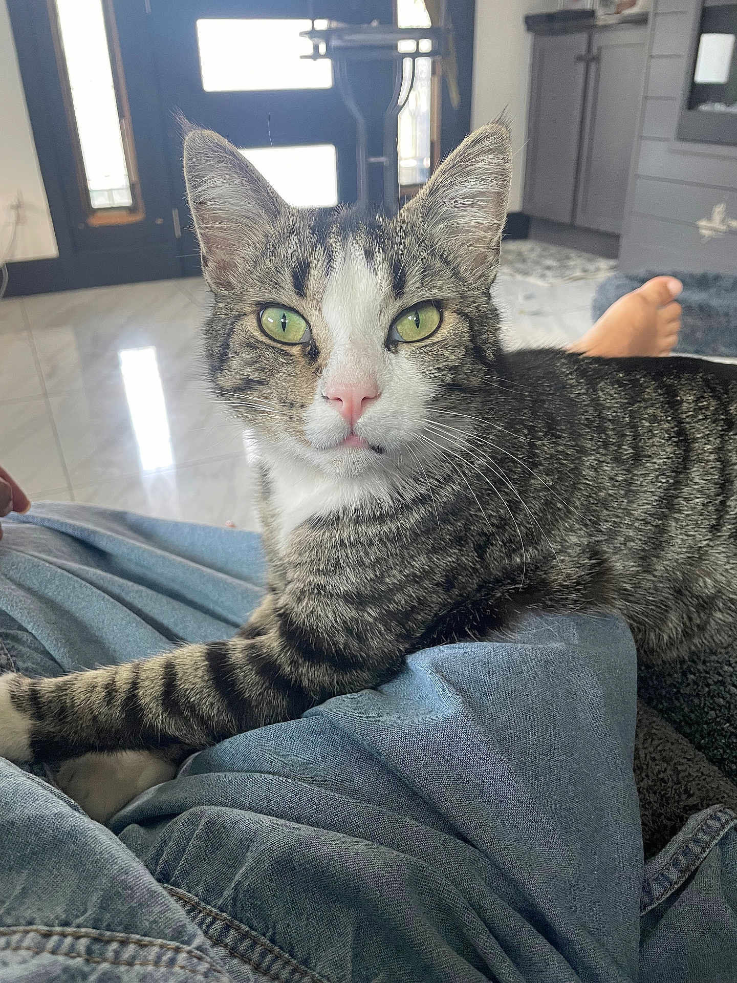 Michi joined the competition — help win amazing prizes! cat, tabby, green_eyes, pet, indoor, relaxed, person_lap, feline, whiskers, ears, pink_nose, striped_fur, domestic_cat, floor, door, modern_home, comfort, closeup, animal, resting