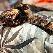 Chouka participe au concours pour gagner de l'argent avec cette photo : abyssinian, animal, bed, bedroom, blanket, brasssection, cat, couch, cushion, furniture, homedecor, horn, indoors, kitten, manx, person, pet, quilt, room, sleeping