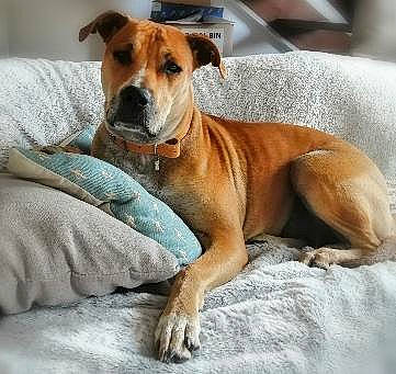 Sybelle a rejoint le concours — aidez-le/la à gagner de superbes lots ! ancient_dog_breeds, canidae, carnivore, collar, comfort, companion_dog, dog, dog_breed, dog_collar, dog_supply, fawn, hound, liver, non_sporting_group, paw, snout, sporting_group, terrestrial_animal, whiskers, working_animal