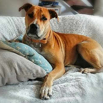 Sybelle