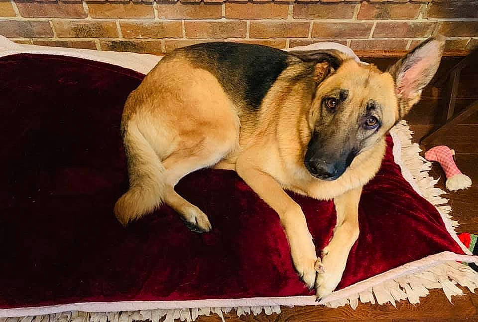 Reagan is registered to the contest to win money with this photo: canidae, carnivore, companion_dog, dog, dog_breed, east_european_shepherd, fawn, german_shepherd_dog, mammal, snout, vertebrate