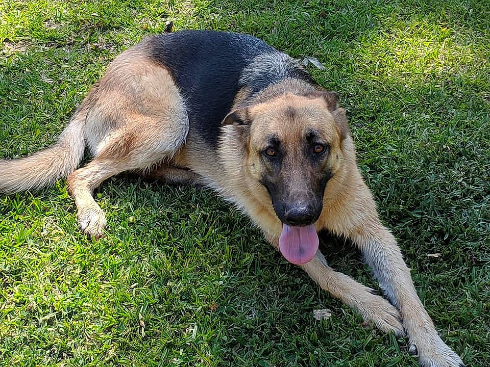 Reagan is registered to the contest to win money with this photo: canidae, carnivore, dog, dog_breed, east_european_shepherd, fawn, german_shepherd_dog, grass, mammal, snout, vertebrate, working_dog