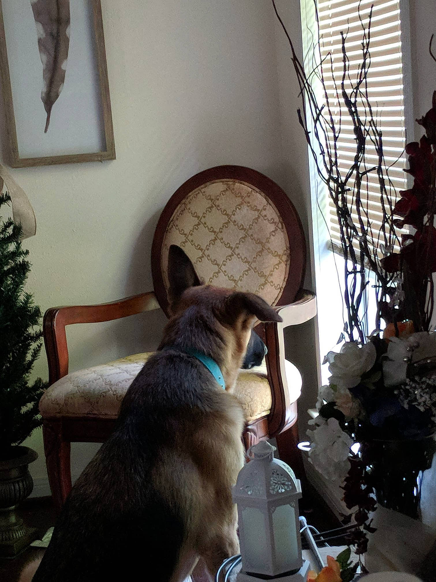 Reagan joined the competition — help win amazing prizes! canidae, carnivore, dog, fawn, house, interior_design, room, siberian_husky, window