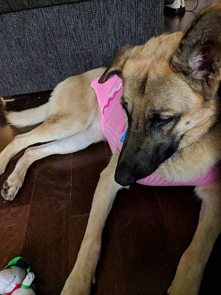 Reagan joined the competition — help win amazing prizes! aspin, belgian_shepherd_malinois, canidae, carnivore, dog, dog_breed, fawn, greyhound, hortaya_borzaya, lurcher, mammal, snout, vertebrate, whippet