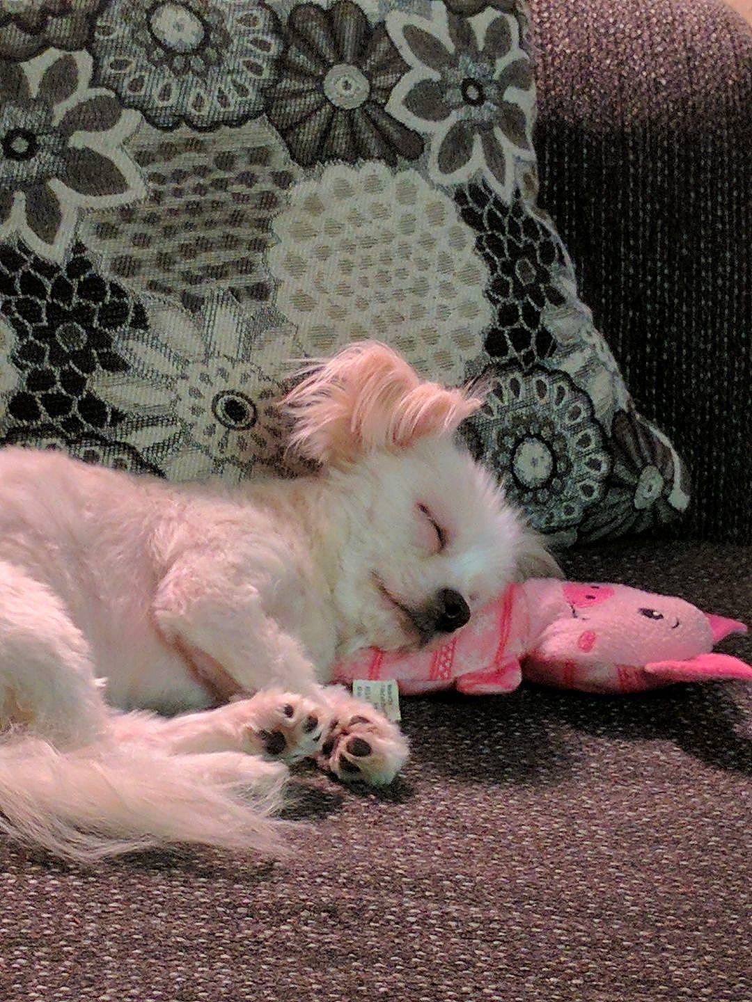 Sugar is registered to the contest to win money with this photo: canidae, carnivore, cat, dog_breed, felidae, kitten, maltese, mammal, paw, persian, puppy, ragdoll, small_to_medium_sized_cats, tail, turkish_angora, turkish_van