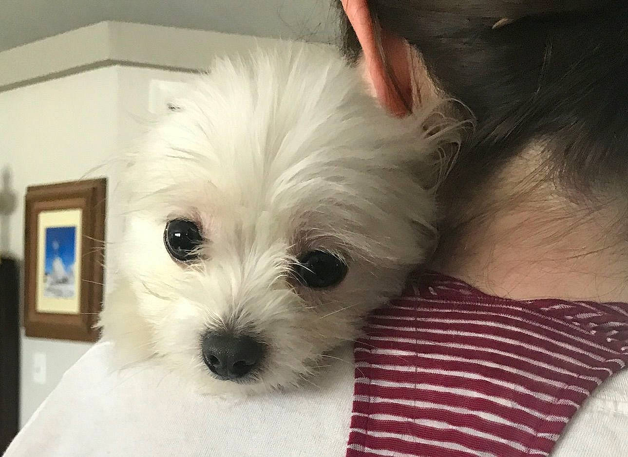 Sugar joined the competition — help win amazing prizes! bichon, canidae, carnivore, companion_dog, coton_de_tulear, dog, dog_breed, ear, eye, head, maltepoo, maltese, mammal, morkie, nose, puppy, puppy_love, toy_dog, vertebrate, west_highland_white_terrier