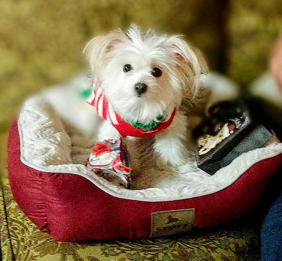 Sugar joined the competition — help win amazing prizes! canidae, carnivore, chinese_imperial_dog, companion_dog, coton_de_tulear, dog, dog_breed, havanese, maltepoo, maltese, mammal, morkie, puppy, puppy_love, rare_breed_dog, schnoodle, sporting_lucas_terrier, terrier, toy_dog, west_highland_white_terrier