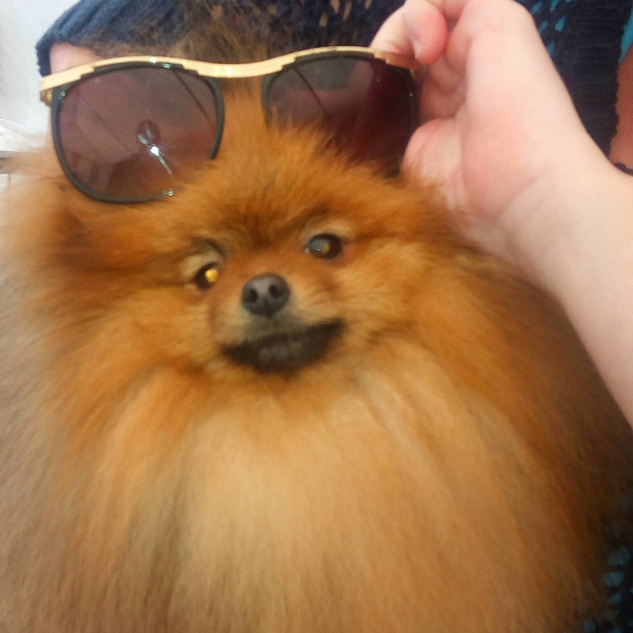 Chouquette a rejoint le concours — aidez-le/la à gagner de superbes lots ! canidae, carnivore, companion_dog, dog, dog_breed, fawn, fur, german_spitz, german_spitz_klein, german_spitz_mittel, mammal, non_sporting_group, pomeranian, skin, snout, spitz, toy_dog, vertebrate, volpino_italiano, whiskers