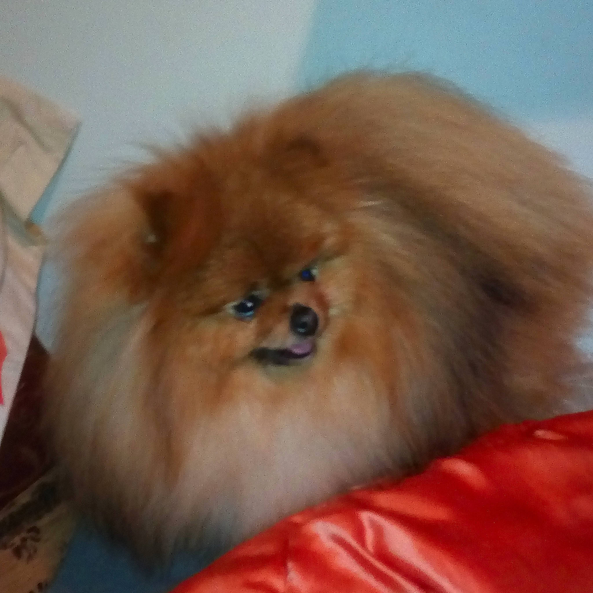 Chouquette a rejoint le concours — aidez-le/la à gagner de superbes lots ! ancient_dog_breeds, canidae, carnivore, companion_dog, dog, dog_breed, fur, german_spitz, german_spitz_klein, german_spitz_mittel, mammal, non_sporting_group, pomeranian, skin, snout, spitz, sporting_group, toy_dog, vertebrate, volpino_italiano