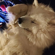 Skadi a rejoint le concours — aidez-le/la à gagner de superbes lots ! dog, white, fluffy, sleeping, closed_eyes, fur, cozy, pet, animal, resting, closeup, indoor, soft, cute, calm, mammal, canine, relaxed, portrait, companion
