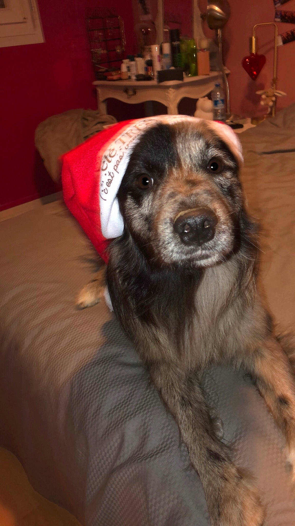 Rafiki participe au concours pour gagner de l'argent avec cette photo : canidae, carnivore, comfort, companion_dog, couch, dog, dog_breed, fawn, fur, picture_frame, pillow, snout, sporting_group, terrestrial_animal, whiskers, working_animal, working_dog