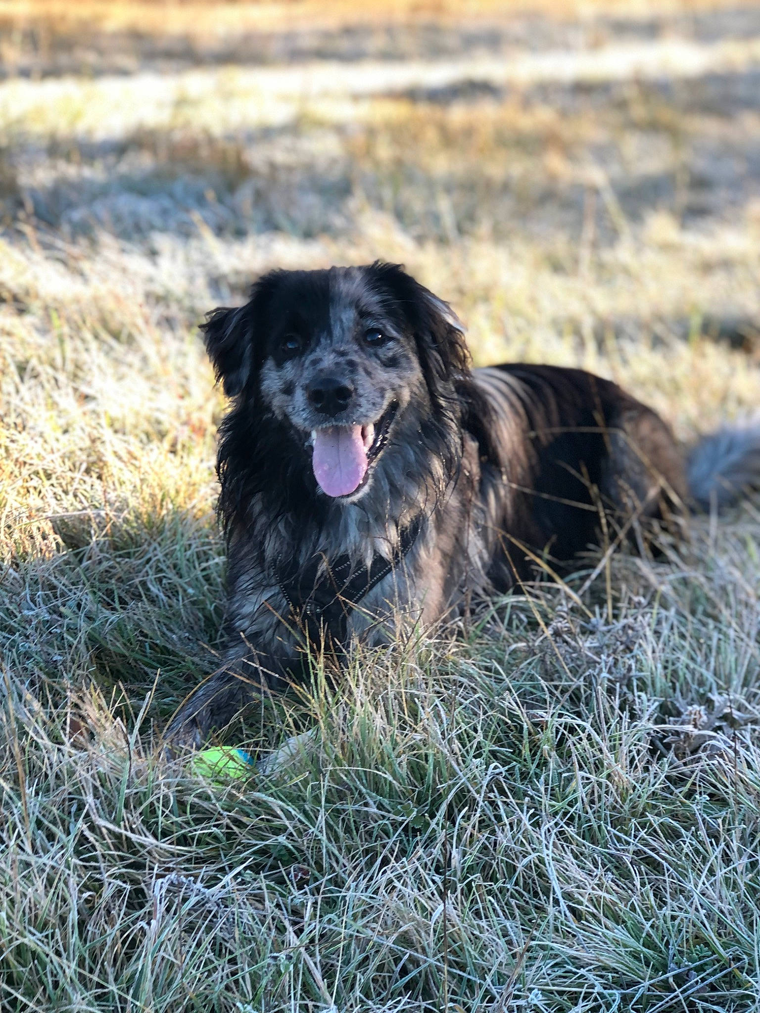 Rafiki a rejoint le concours — aidez-le/la à gagner de superbes lots ! canidae, carnivore, companion_dog, dog, dog_breed, fur, grass, grassland, gun_dog, herding_dog, hunting_dog, liver, snout, soil, sporting_group, terrestrial_animal, working_dog