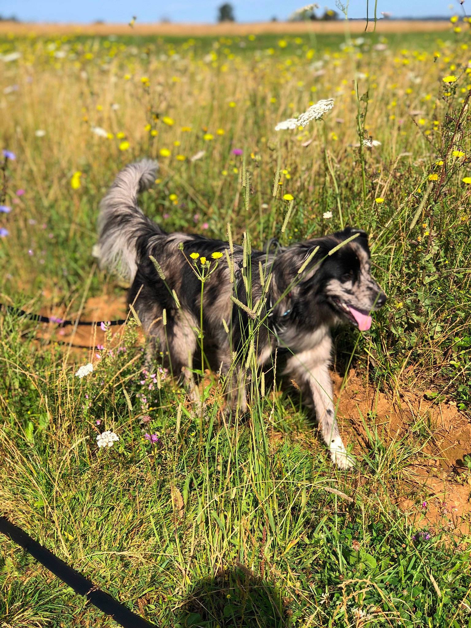 Rafiki a rejoint le concours — aidez-le/la à gagner de superbes lots ! canidae, canis, carnivore, dog, dog_breed, flower, grass, grassland, herbaceous_plant, herding_dog, landscape, pasture, plant, prairie, sky, sporting_group, steppe, terrestrial_animal, tree, working_dog