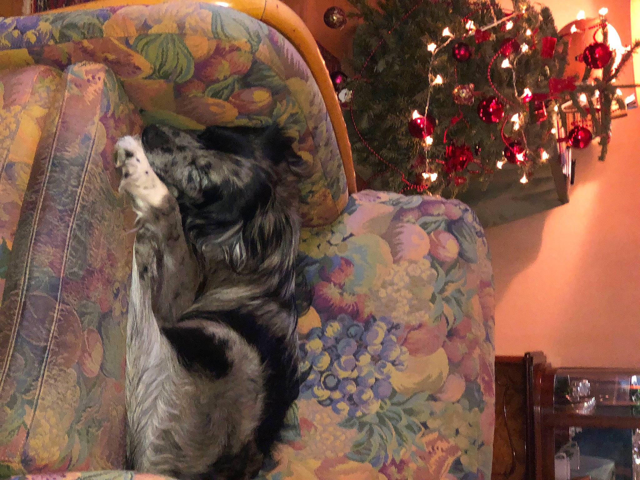 Rafiki participe au concours pour gagner de l'argent avec cette photo : art, carnivore, christmas_decoration, christmas_eve, christmas_ornament, christmas_tree, comfort, couch, event, fawn, felidae, fur, holiday, holiday_ornament, linens, living_room, ornament, room, tree, wood