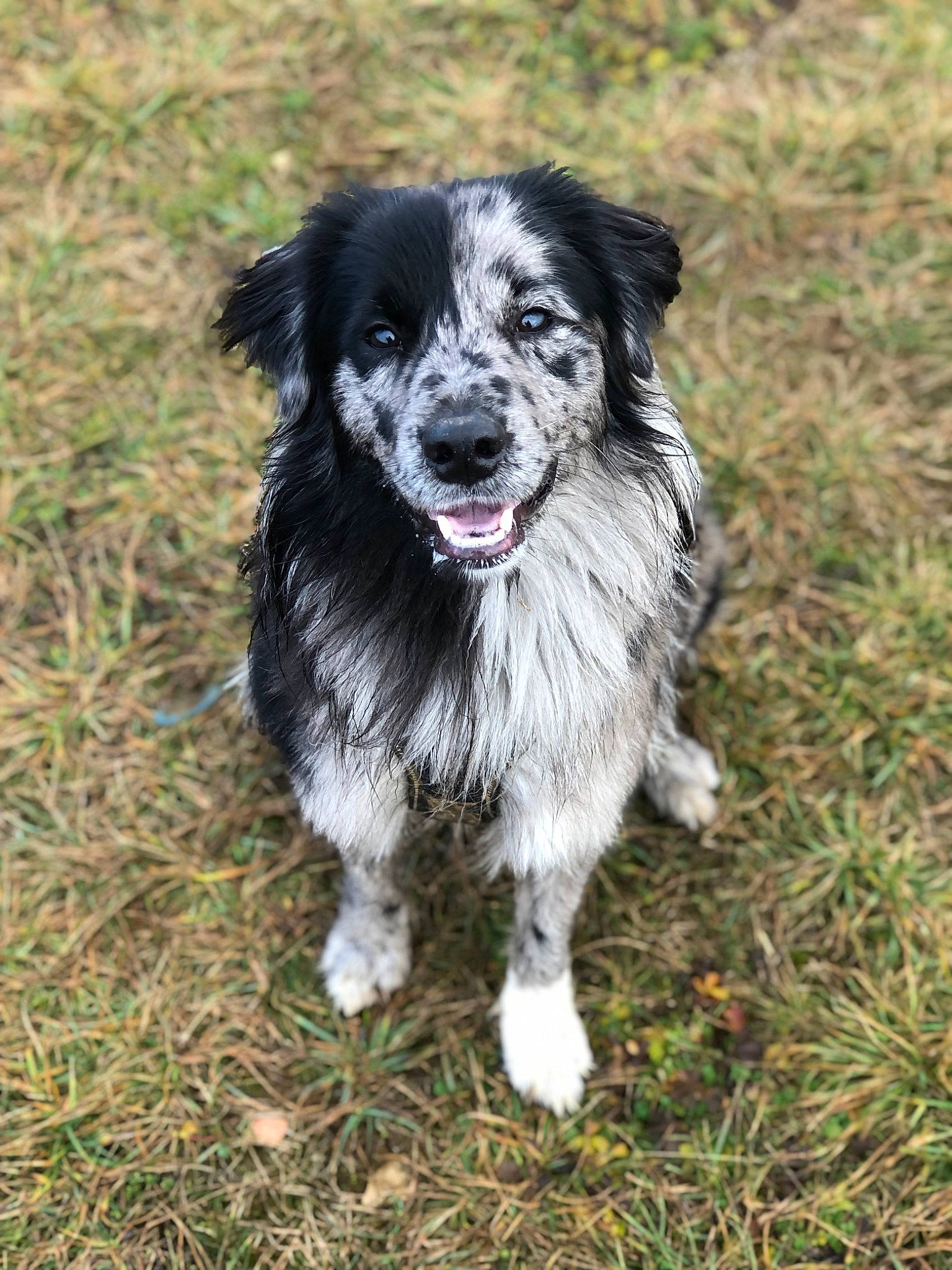 Rafiki a rejoint le concours — aidez-le/la à gagner de superbes lots ! australian_collie, borador, border_collie, canidae, carnivore, companion_dog, dog, dog_breed, fur, grass, herding_dog, plant, puppy, smile, snout, soil, sporting_group, whiskers, working_animal, working_dog