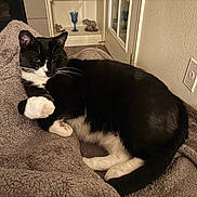 Binx joined the competition — help win amazing prizes! animal, black_and_white, blanket, cabinet, cat, cozy, decor, fur, furniture, glass, home, indoor, paw, pet, relaxed, resting, socket, tuxedo_cat, wall, whiskers