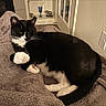 animal, black_and_white, blanket, cabinet, cat, cozy, decor, fur, furniture, glass, home, indoor, paw, pet, relaxed, resting, socket, tuxedo_cat, wall, whiskers