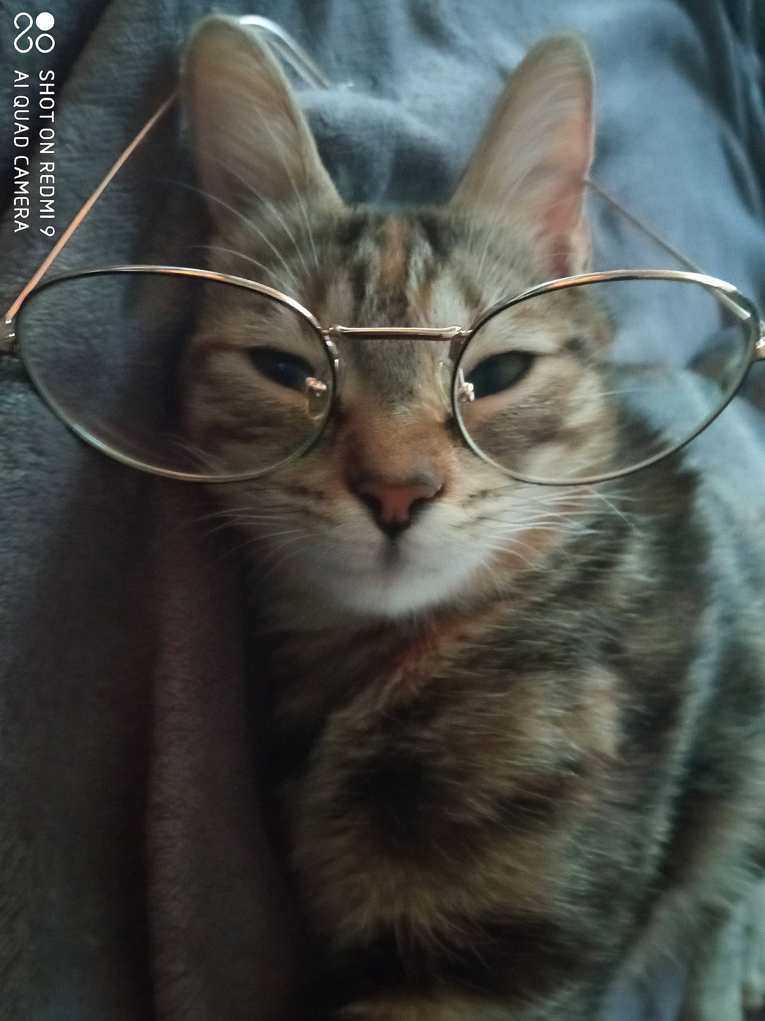 Croquette participe au concours pour gagner de l'argent avec cette photo : carnivore, cat, claw, close_up, comfort, domestic_short_haired_cat, ear, felidae, fur, paw, photo_caption, small_to_medium_sized_cats, snout, tail, terrestrial_animal, tree, whiskers, wildlife