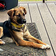 Willow joined the competition — help win amazing prizes! animal, black, brown, canine, collar, daylight, dog, domestic_animal, fence, grass, mat, outdoor, paw, pet, portrait, relaxed, resting, sitting, wooden_deck, young_dog