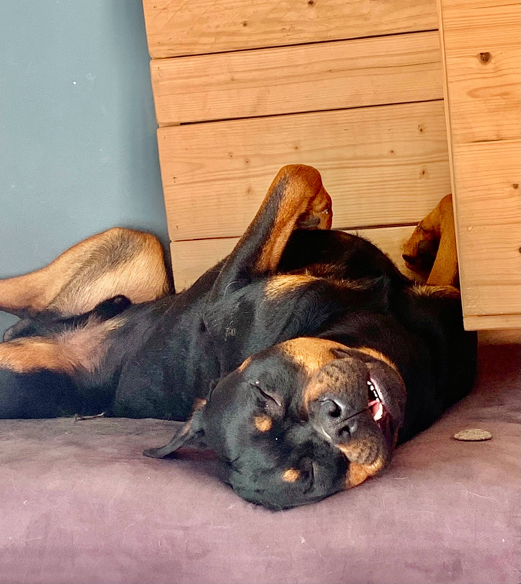 Paco participe au concours pour gagner de l'argent avec cette photo : canidae, carnivore, comfort, companion_dog, dog, dog_breed, ear, fawn, fur, guard_dog, hardwood, liver, paw, snout, sporting_group, terrestrial_animal, toy_dog, whiskers, wood, working_animal