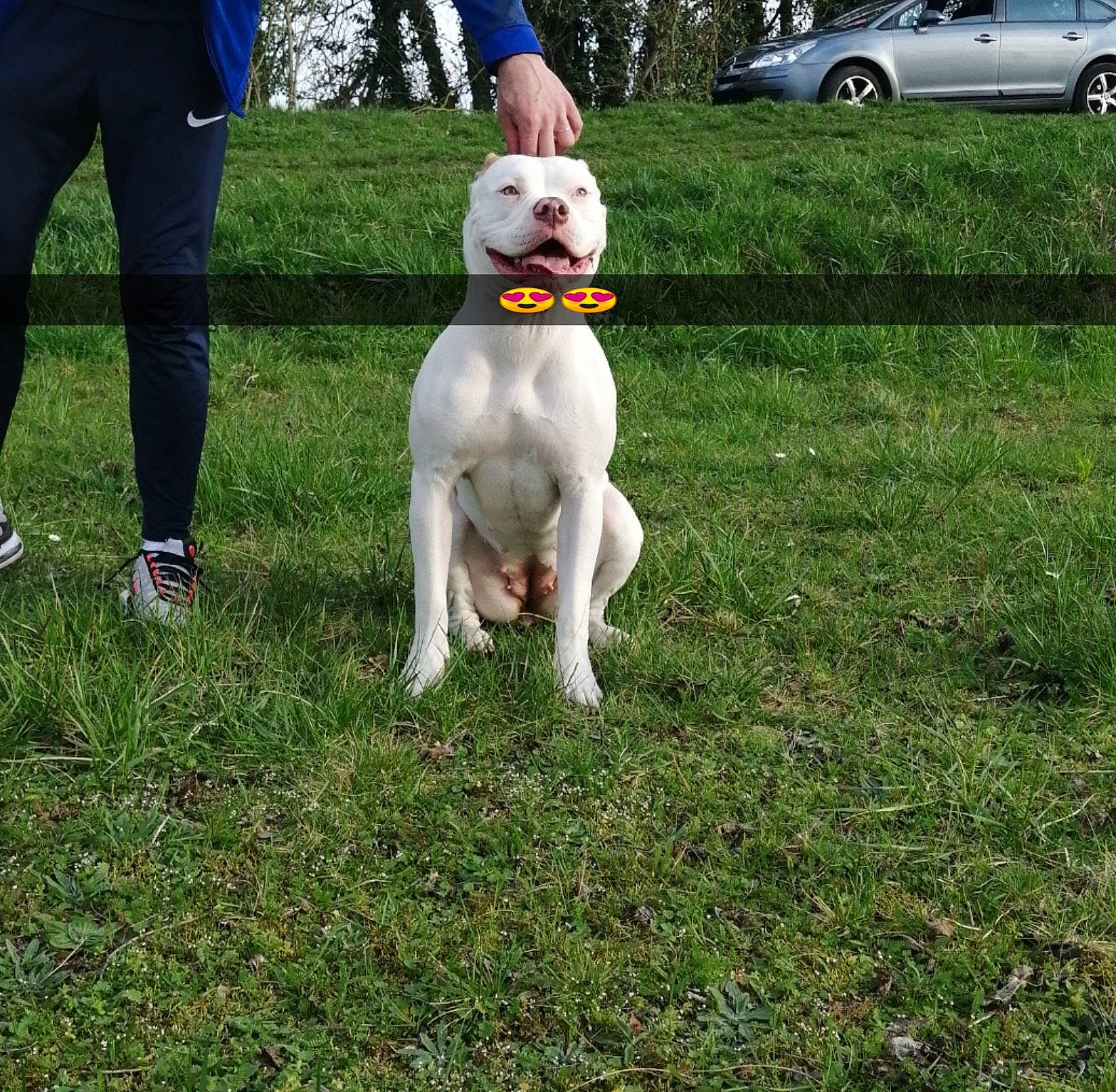 Kimi a rejoint le concours — aidez-le/la à gagner de superbes lots ! american_bulldog, american_pit_bull_terrier, bulldog, canidae, carnivore, companion_dog, cordoba_fighting_dog, dog, dog_breed, dog_walking, dogo_argentino, dogo_guatemalteco, grass, guard_dog, mammal, non_sporting_group, obedience_training, sporting_group, tail, vertebrate