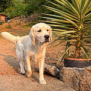 Nallah a rejoint le concours — aidez-le/la à gagner de superbes lots ! dog, golden_retriever, outdoor, garden, plant, concrete, sunlight, tree, fence, grass, pet, animal, walking, nature, leaf, daylight, canine, potted_plant, yard, summer