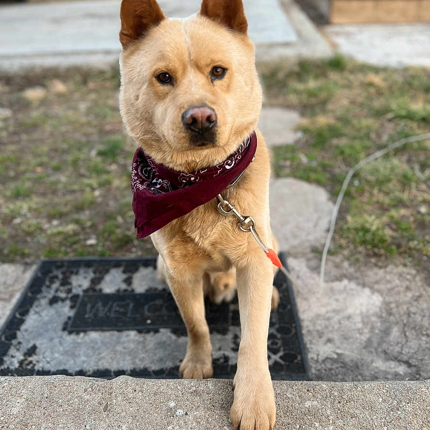 Axel joined the competition — help win amazing prizes! accessories, animal, canine, car, collar, dog, husky, leash, machine, path, pet, puppy, sidewalk, slate, strap, terrier, transportation, vehicle, walkway, wheel