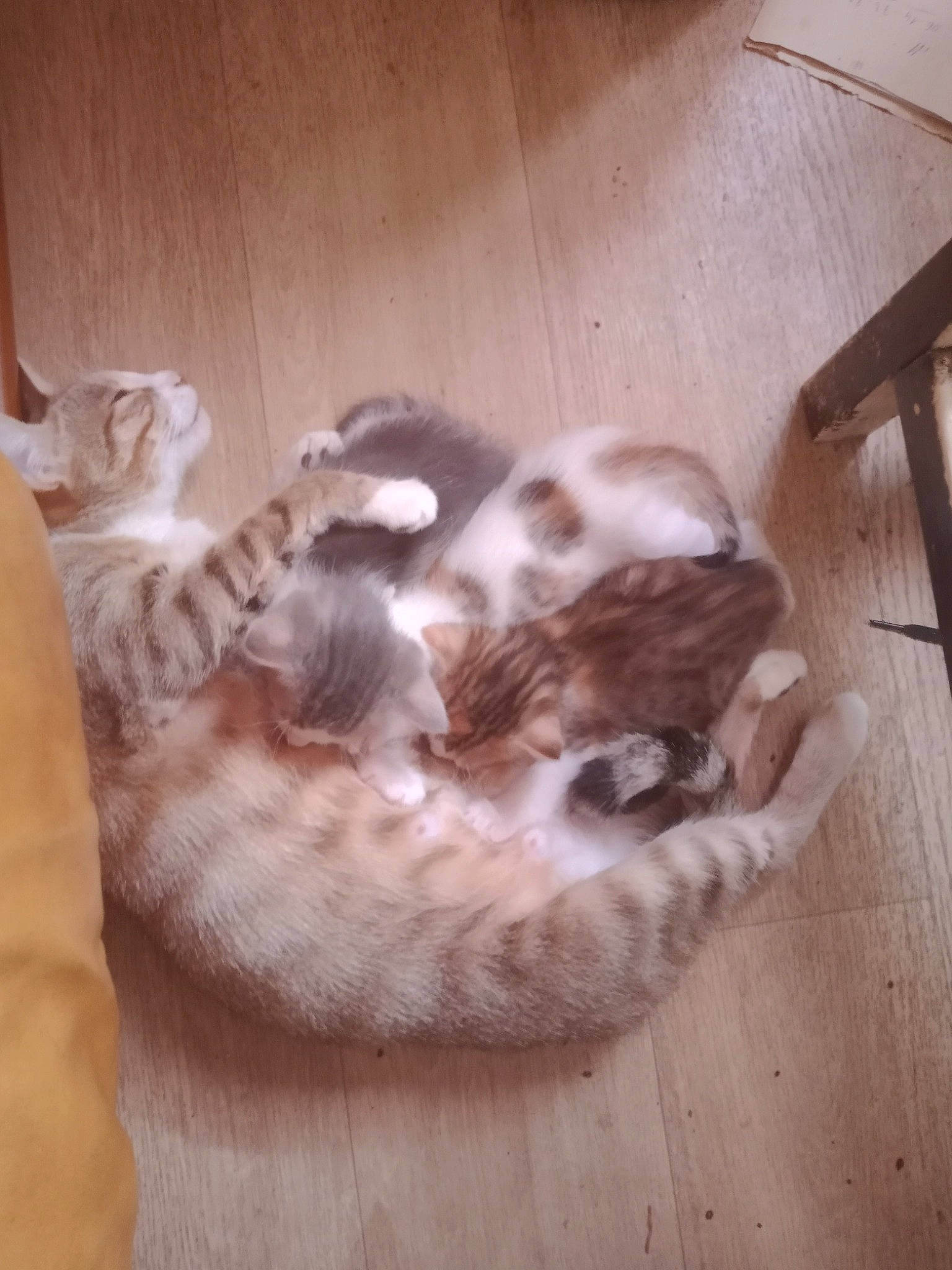 Mimine a rejoint le concours — aidez-le/la à gagner de superbes lots ! bengal, carnivore, cat, european_shorthair, fawn, felidae, kitten, small_to_medium_sized_cats, sporting_group, tail, whiskers