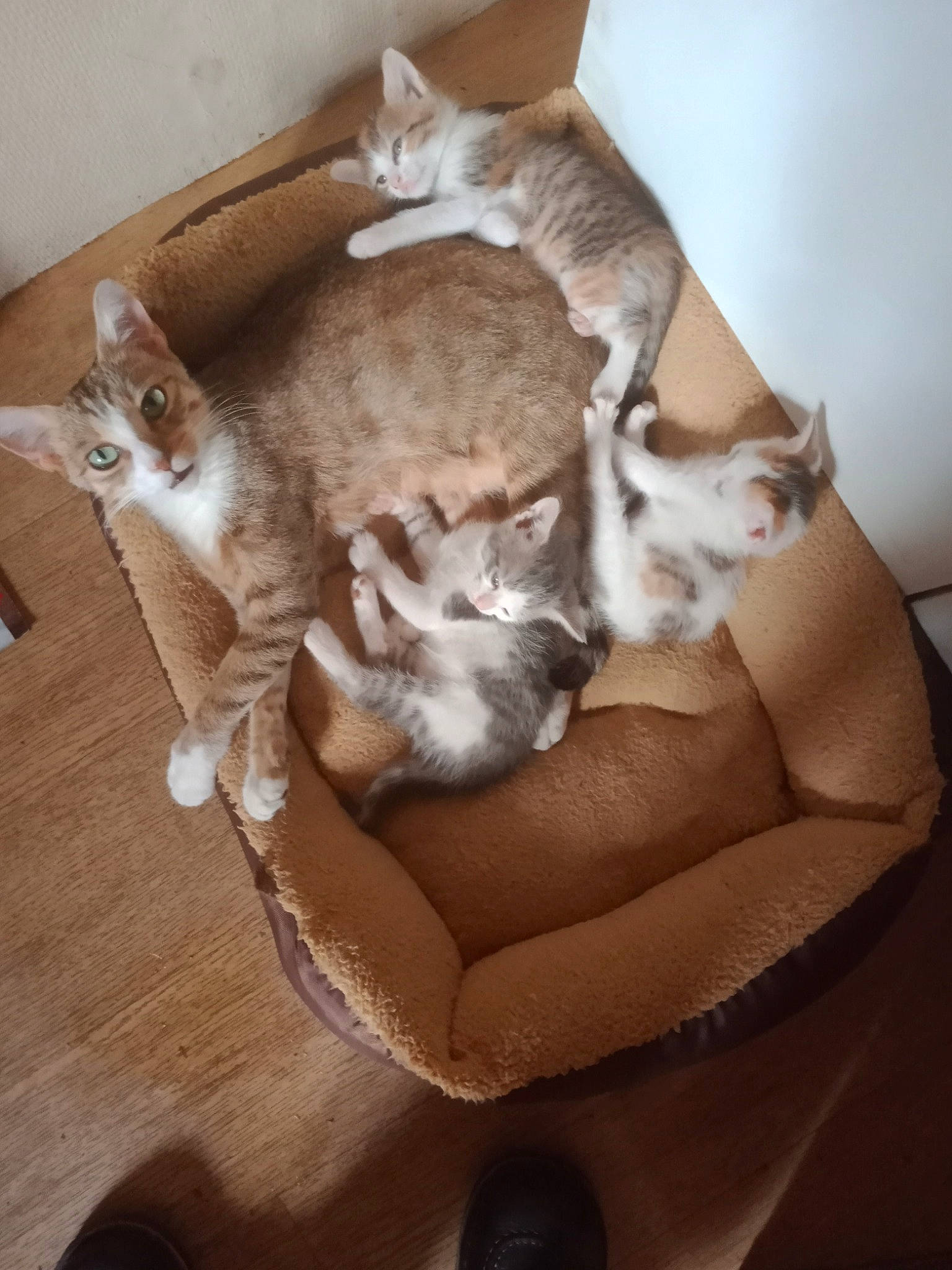 Mimine a rejoint le concours — aidez-le/la à gagner de superbes lots ! asian, carnivore, cat, european_shorthair, fawn, felidae, kitten, mammal, oriental_shorthair, singapura, small_to_medium_sized_cats, tail, whiskers