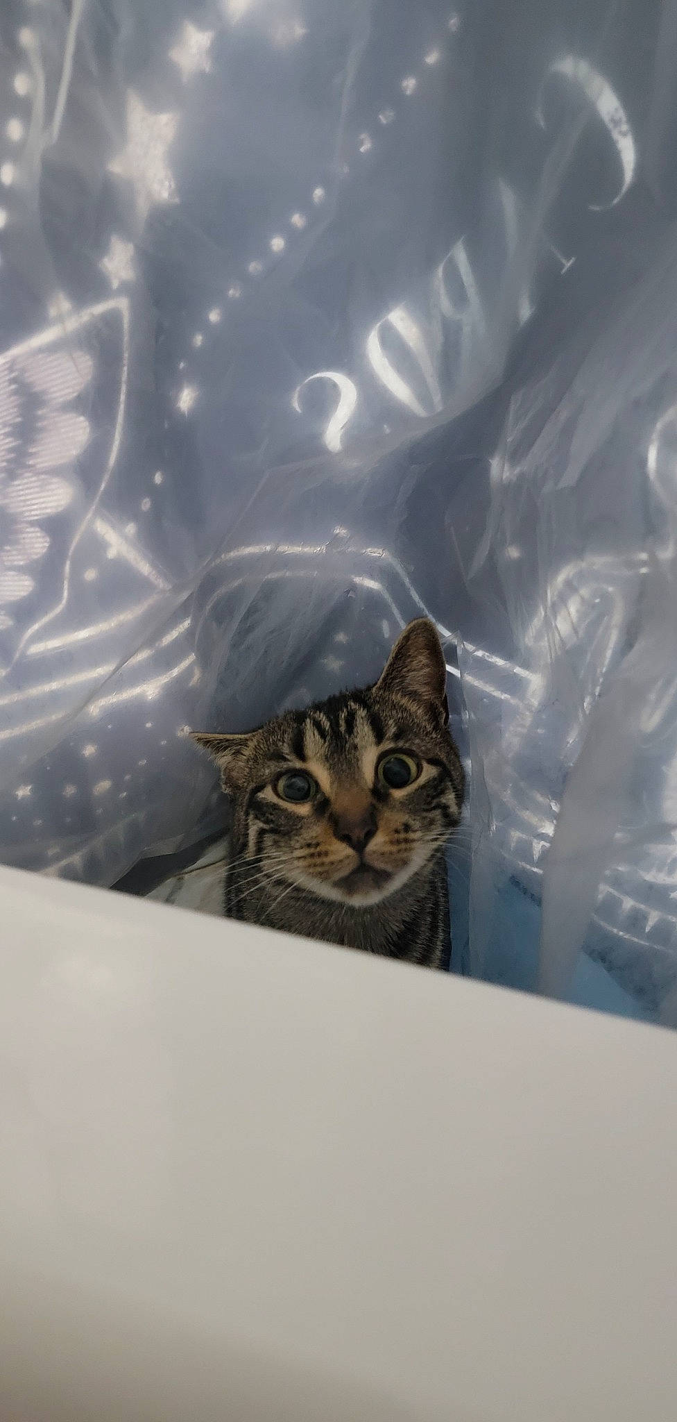 Bitty is registered to the contest to win money with this photo: carnivore, cat, domestic_short_haired_cat, eye, felidae, fur, glass, liquid, organism, small_to_medium_sized_cats, snout, terrestrial_animal, tree, whiskers, wildlife