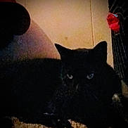 Blacgirl is registered to the contest to win money with this photo: black_cat, cat, pet, animal, fur, eyes, ears, indoor, carpet, wall, shadow, low_light, silhouette, resting, watchful, grainy, fabric, red_cloth, cushion, home