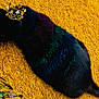 cat, black_cat, crown, yellow_grass, grass, outdoor, pet, feline, resting, sleeping, fur, close_up, portrait, royalty, accessory, tail, vibrant_color, texture, ground, adorable