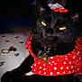 cat, black_cat, polka_dot, red_dress, collar, pendant, bee_pendant, yellow_eyes, whiskers, paws, close_up, portrait, indoor, bed, bedding, jewelry, pet, feline, accessory, cute