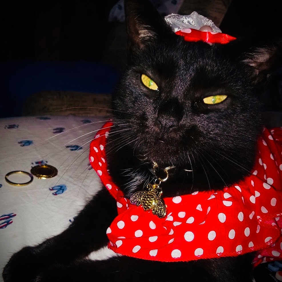 Blacgirl joined the competition — help win amazing prizes! accessory, bed, bedding, bee_pendant, black_cat, cat, close_up, collar, cute, feline, indoor, jewelry, paws, pendant, pet, polka_dot, portrait, red_dress, whiskers, yellow_eyes