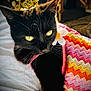 cat, black_cat, crown, costume, dress, colorful, knit_pattern, zigzag_pattern, daisy_accessory, yellow_eyes, whiskers, portrait, close_up, pet, feline, indoor, soft_lighting, adorable, fabric, blanket