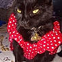 cat, black_cat, polka_dot, red_bow, red_clothing, pet, collar, necklace, gold_jewelry, bed_sheet, blanket, portrait, yellow_eyes, whiskers, indoor, cute, feline, accessory, adorable, sitting