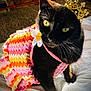 cat, black_cat, crown, dress, crochet, colorful, yellow_eyes, whiskers, pet, portrait, close_up, indoor, bed, blanket, fabric, cute, costume, accessory, feline, sunlight