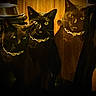 Blacgirl is registered to the contest to win money with this photo: accessory, black_cat, cat, dark, eyes, feline, fur, gold_chain, grainy, group, indoor, moody, necklace, pet, portrait, shadow, staring, trio, whiskers, wood_paneling