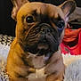 dog, french_bulldog, pet, close_up, brown, wrinkled_face, blanket, fluffy, indoor, curious, cute, animal, companion, fur, ears, snout, portrait, relaxed, home, cozy
